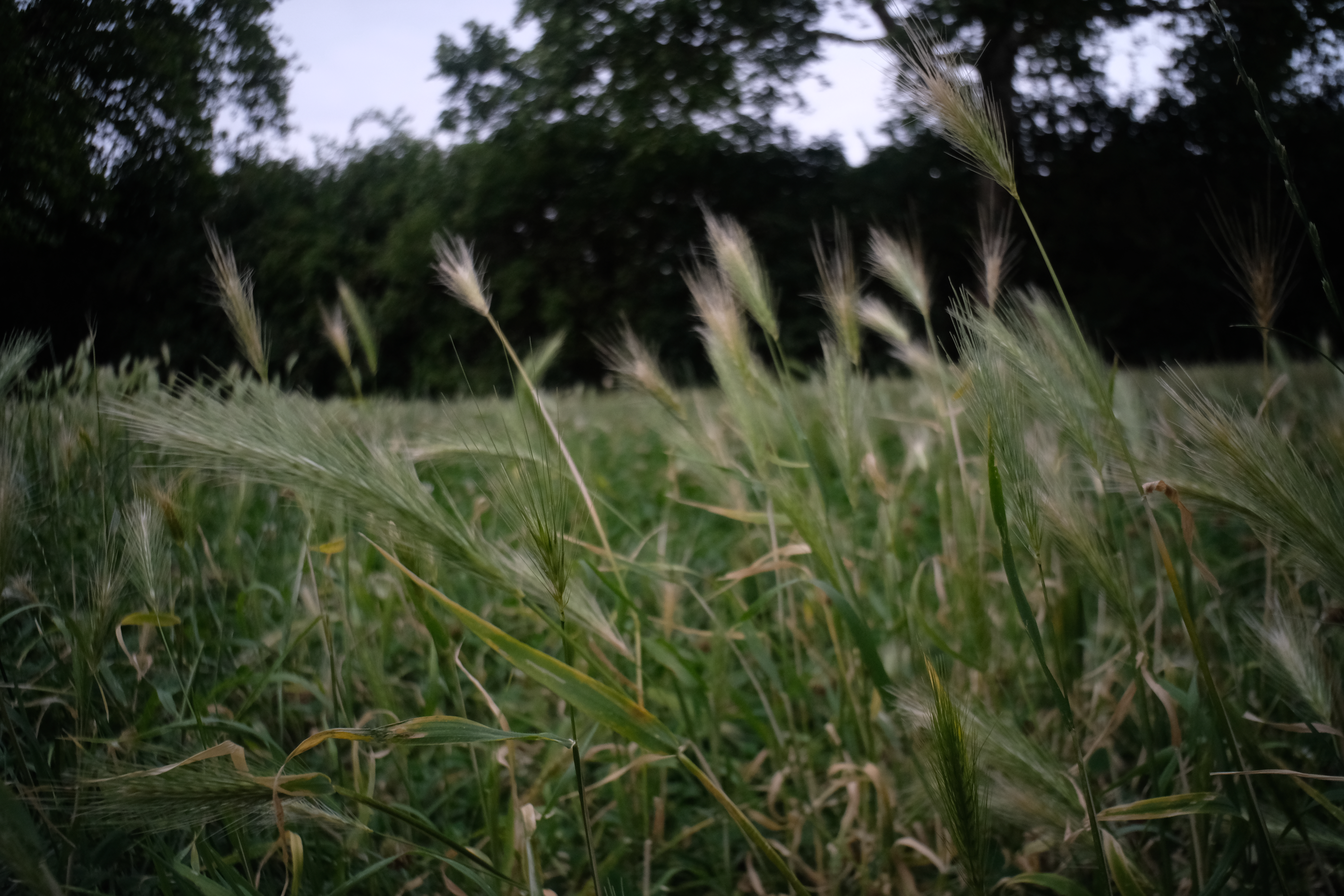 7Artisans 18mm F6.3 at 1/500, F6.3, ISO 800