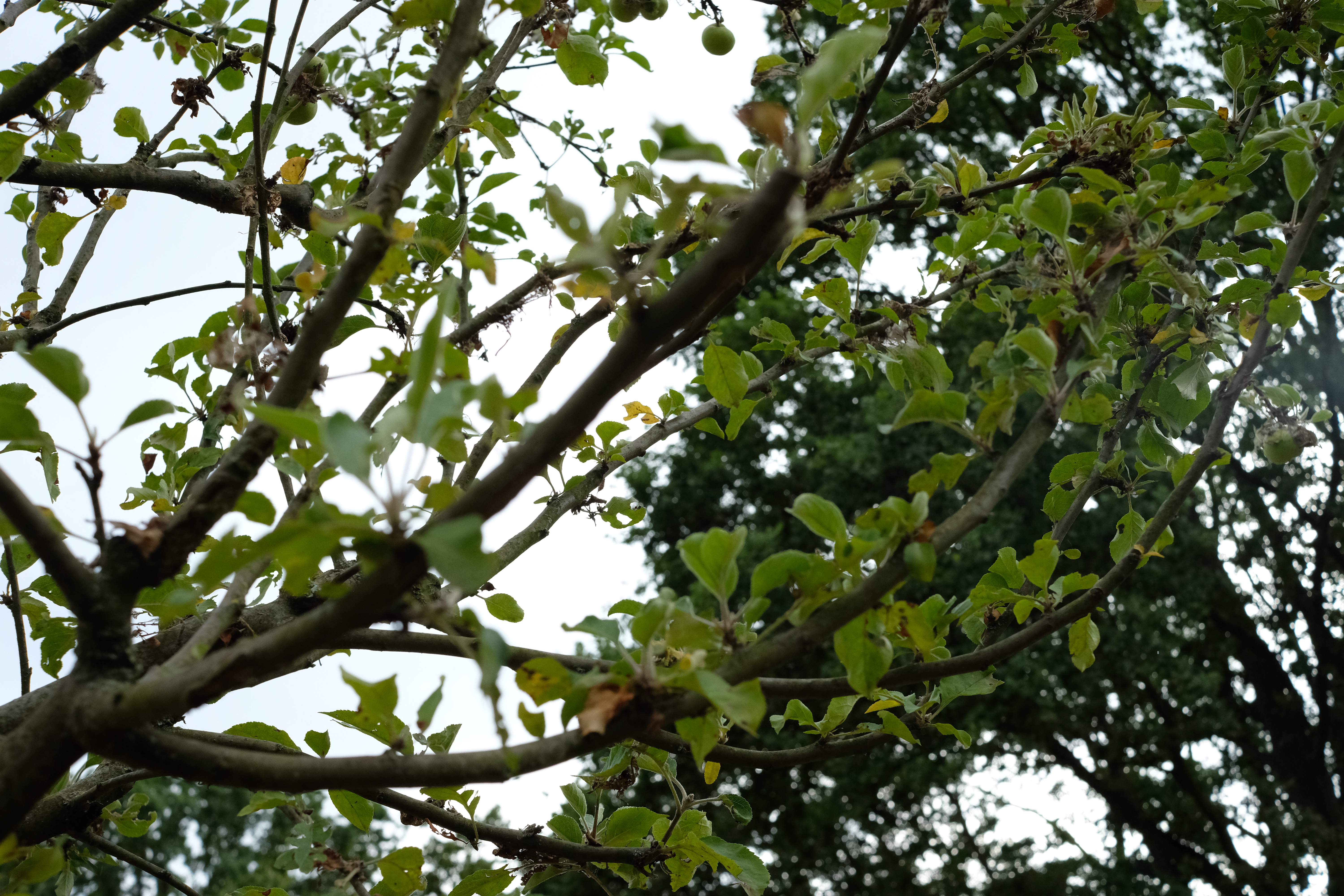 Tree 2, Funjinon XF 27mm F2.8