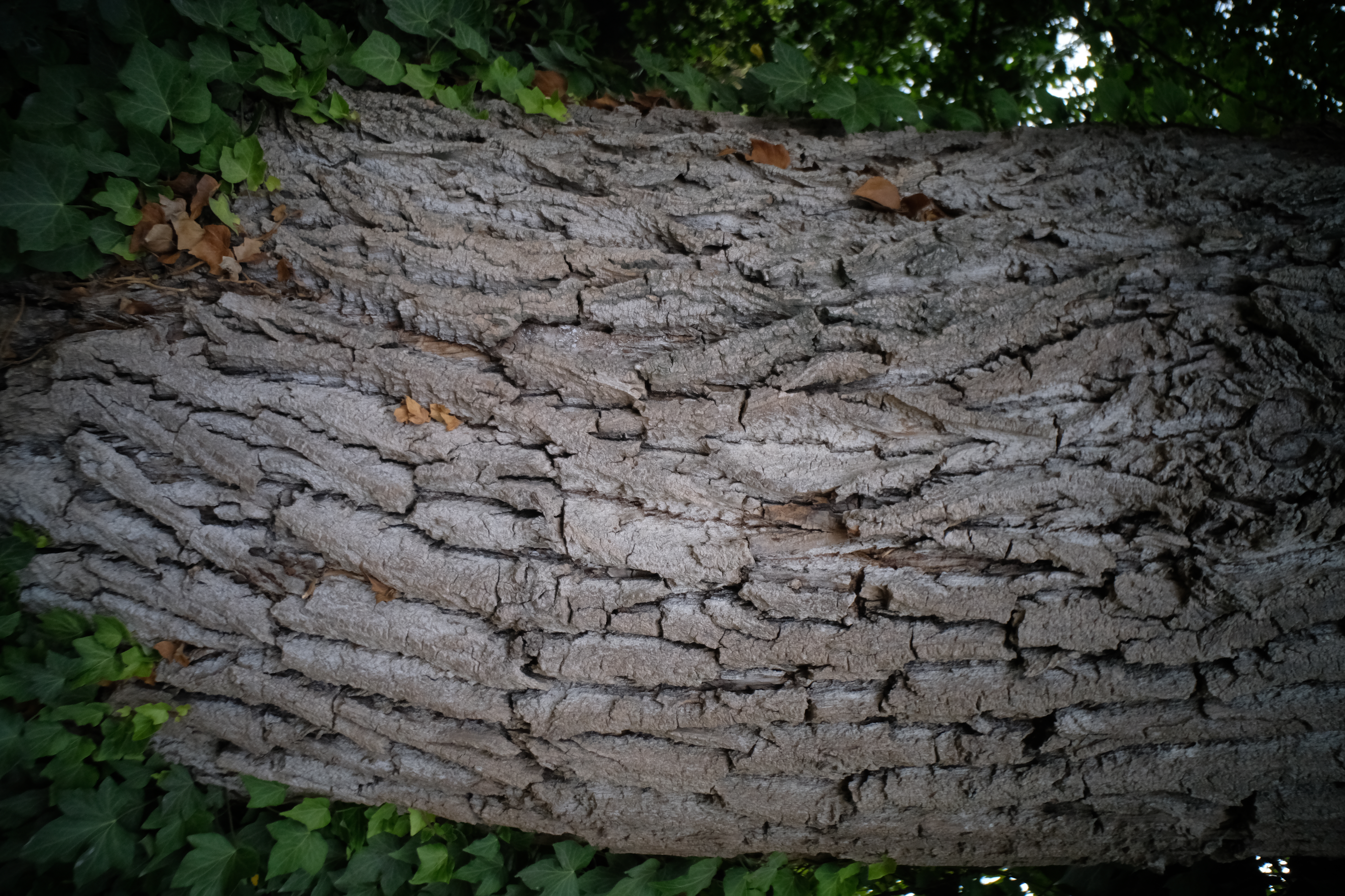 Tree, 7Artisans 18mm F6.3