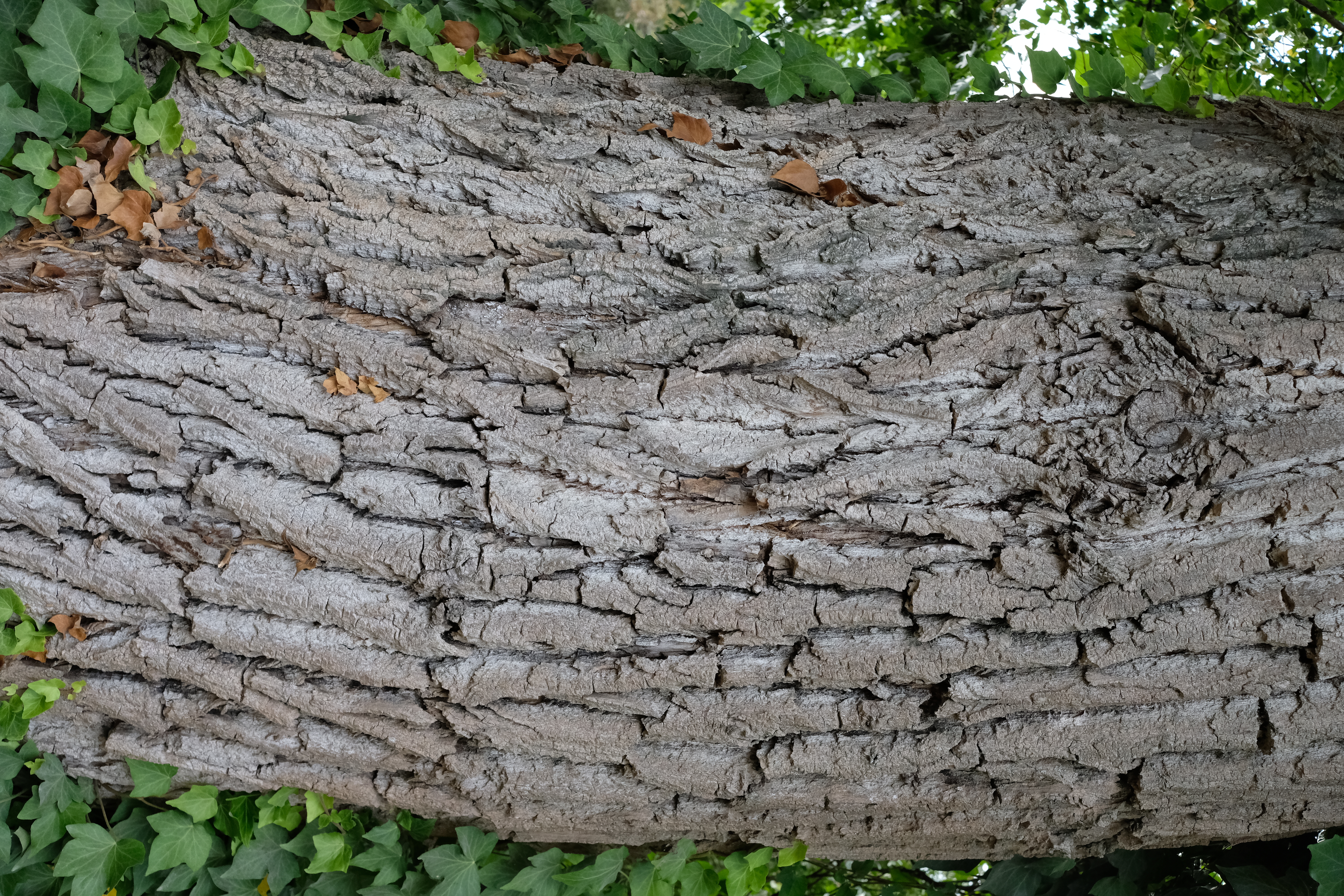 Tree, Funjinon XF 27mm F2.8
