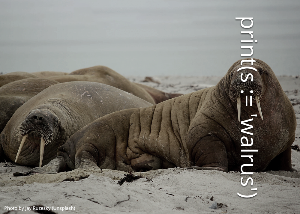 Image of a walrus with code overlaying the tusks